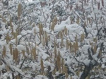 Bords du lac