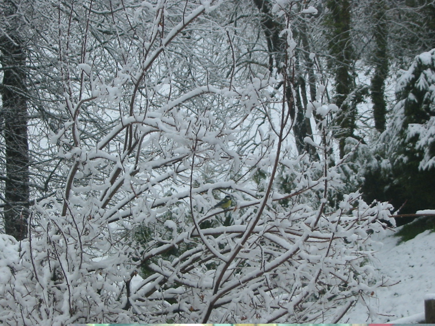 La neige est retombée, très belle !