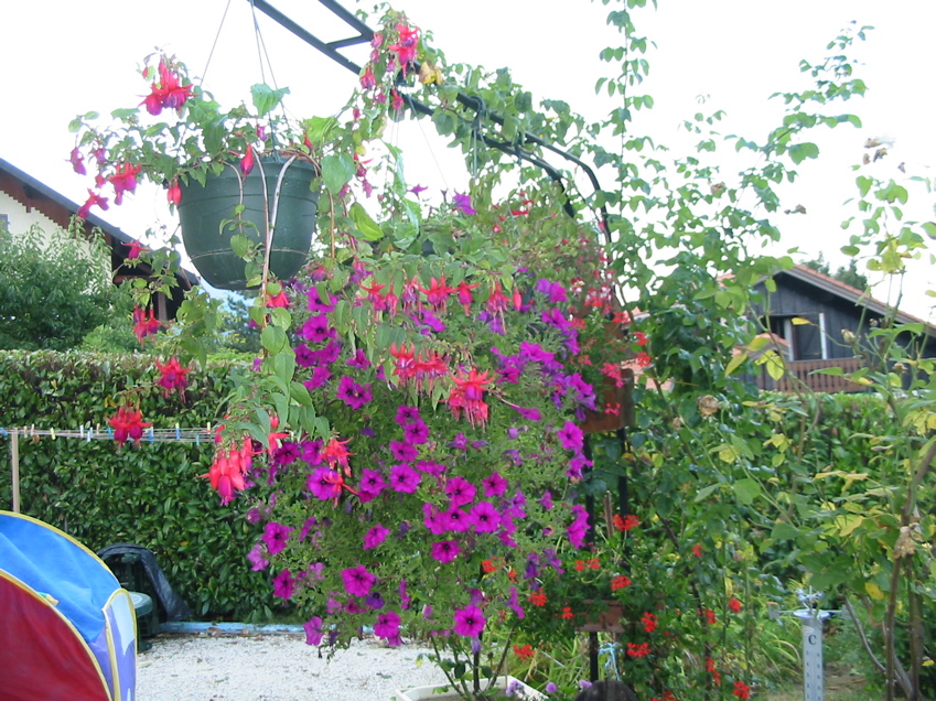 De très belles fleurs