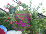 De très belles fleurs