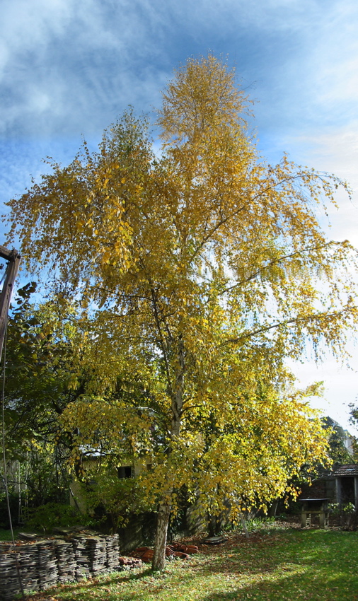 061114 bouleau jardin