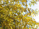 Le bouleau du jardin avant la taille - 9