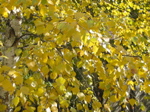 Le bouleau du jardin avant la taille - 10