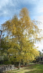 061114 bouleau jardin