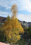 Le bouleau du jardin avant la taille - 13