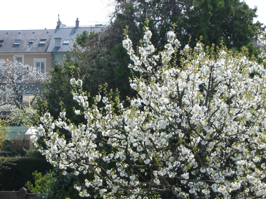Cerisier vu de la chambre