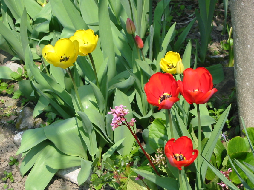 Tulipes de Maryse