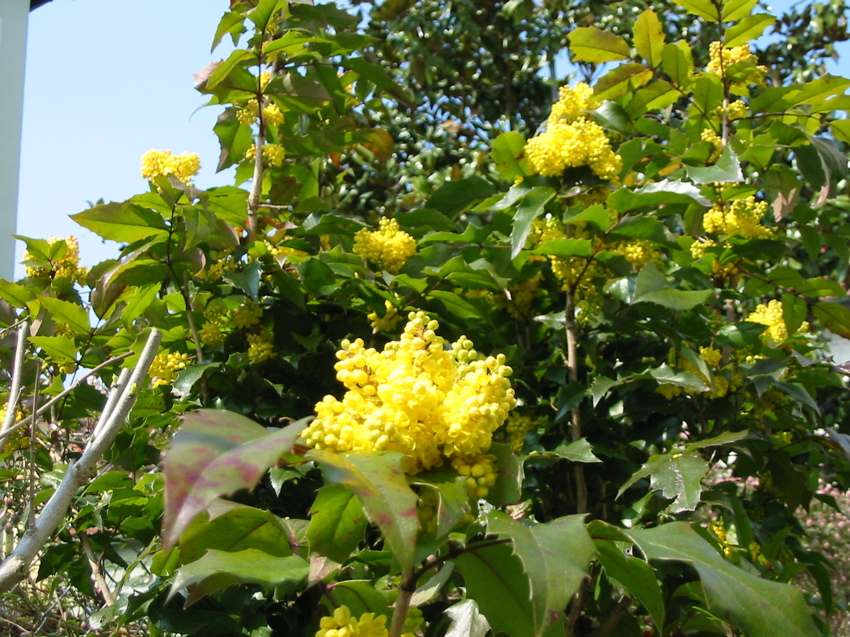 Mahonias en fleurs