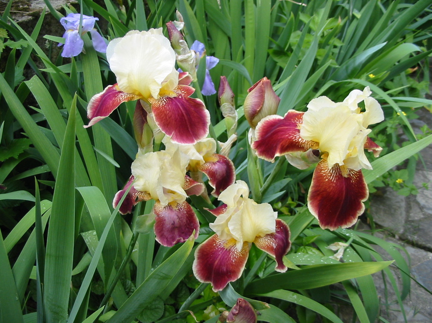 Iris donnés par Jacques, notre voisin.