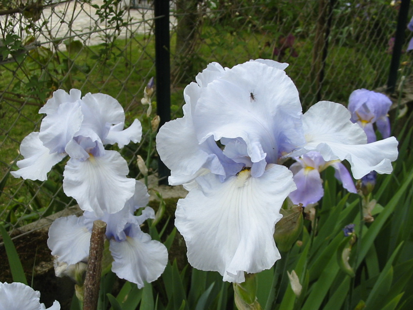 Jardin Mai 2007