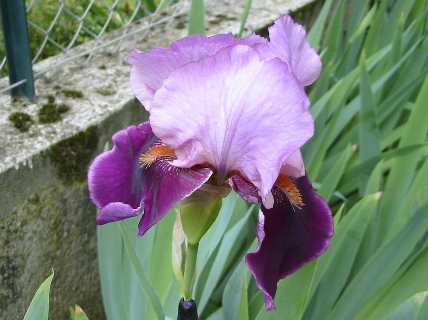 Jardin Mai 2007
