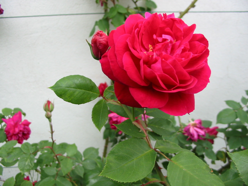 Nos roses anciennes ou nouvelles