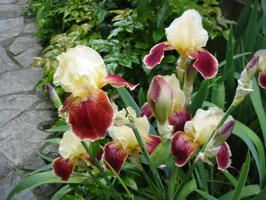 Jardin Mai 2007