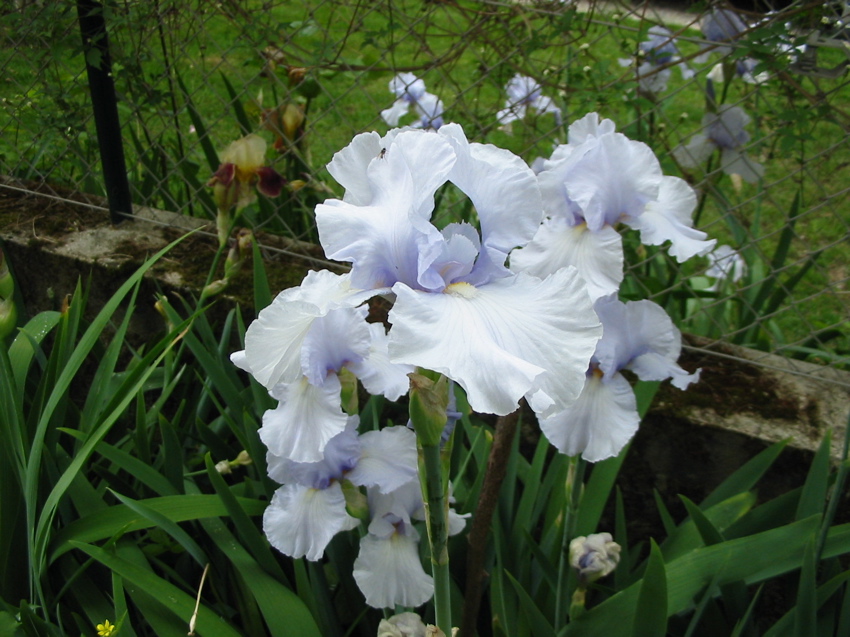 Jardin Mai 2007