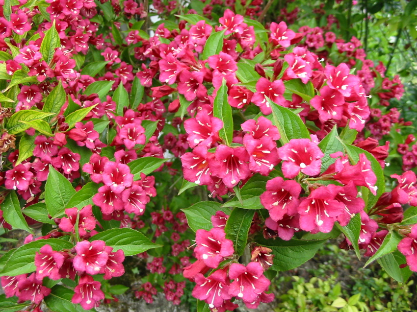 Bougainvillier d'origine