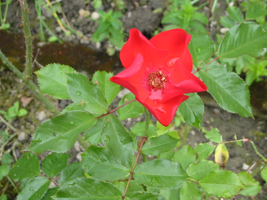Rosier récent