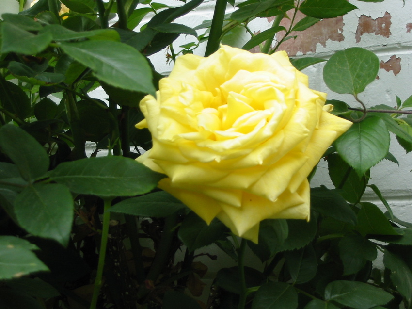 Jardin Mai 2007