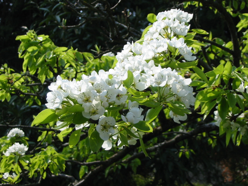 Poirier très ancien du fond du jardin
