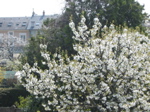 Cerisier vu de la chambre