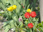 Tulipes de Maryse