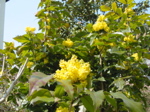 Mahonias en fleurs
