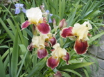Iris donnés par Jacques, notre voisin.