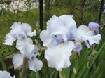 Jardin Mai 2007