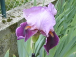 Jardin Mai 2007