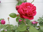 Nos roses anciennes ou nouvelles