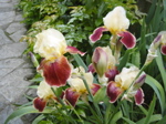 Jardin Mai 2007