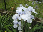 Jardin Mai 2007