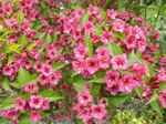 Bougainvillier d'origine