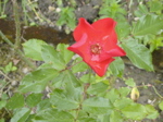Rosier récent