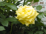 Jardin Mai 2007