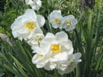 Narcisses
