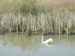 Cygne Mottets avec Olivier