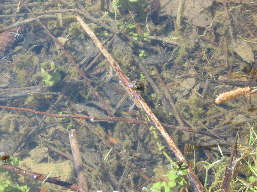 La Thuile grenouille