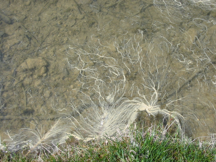 La Thuile pollens