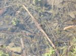 La Thuile grenouille