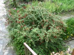 Fuchsia devant la terrasse