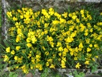 Crocus d'automne