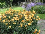 Dahlias