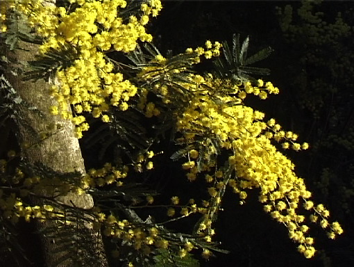 2003-02-10 a mimosas