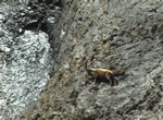 le bouquetin