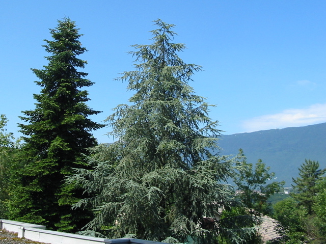 Vue de ma fenêtre