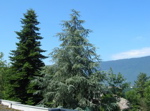 Vue de ma fenêtre