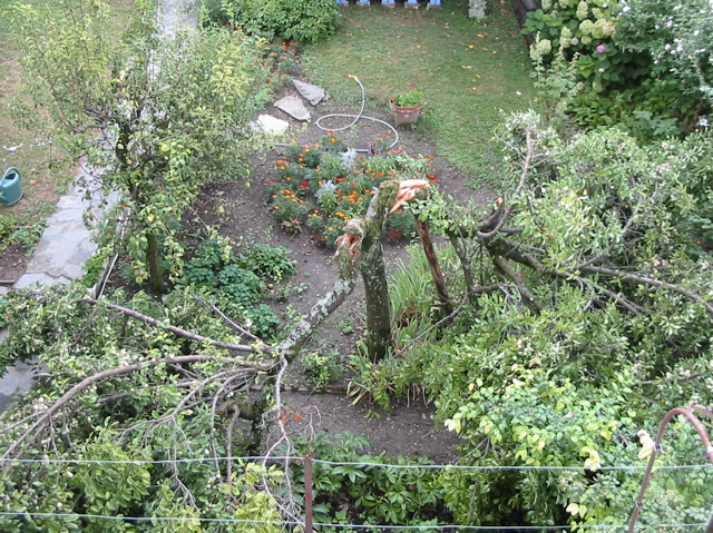 Mirabellier après le deuxième orage.