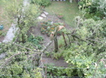Mirabellier après le deuxième orage.
