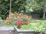 Sept 2006 Jardin de Maryse