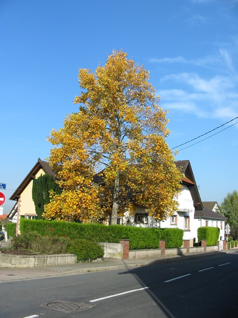 Maison du vieux Mundolsheim